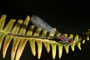 Megalagrion pacificum is endangered and found on Oahu, Molokai, and Maui. This one is from Molokai