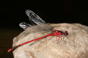 Megalagrion blackburn is a large, red species that is endemic to Maui, Molokai, and the Big Island