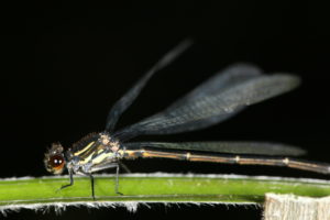 Megalagrion koelense can be found on Oahu, Mol