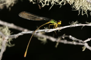 Native to Maui and East Molokai