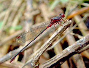 Megalagrion xanthomelas: this one is from Oahu, but they are also found on molokai and the big island