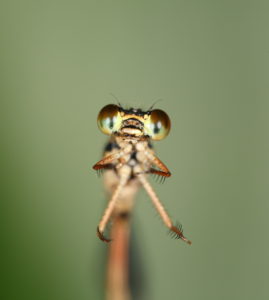 The face of Megalagrion leptodemas