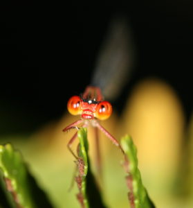 Another view of the face of M. leptodemas