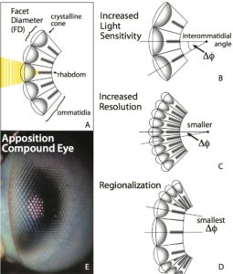 ommatidia